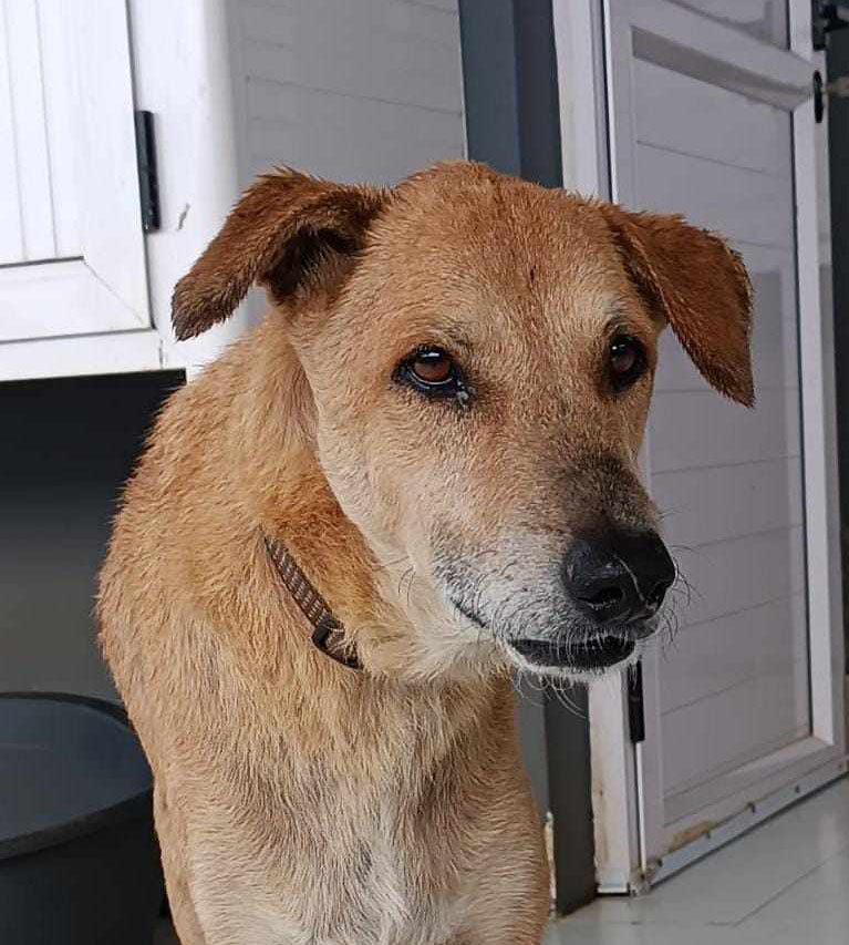 Animaux à adopter Maurice