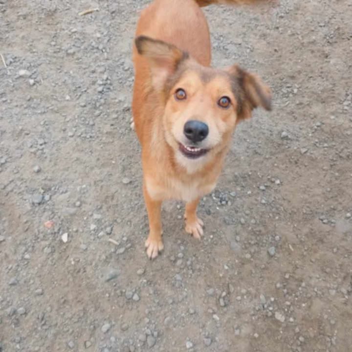 Animaux à adopter Maurice