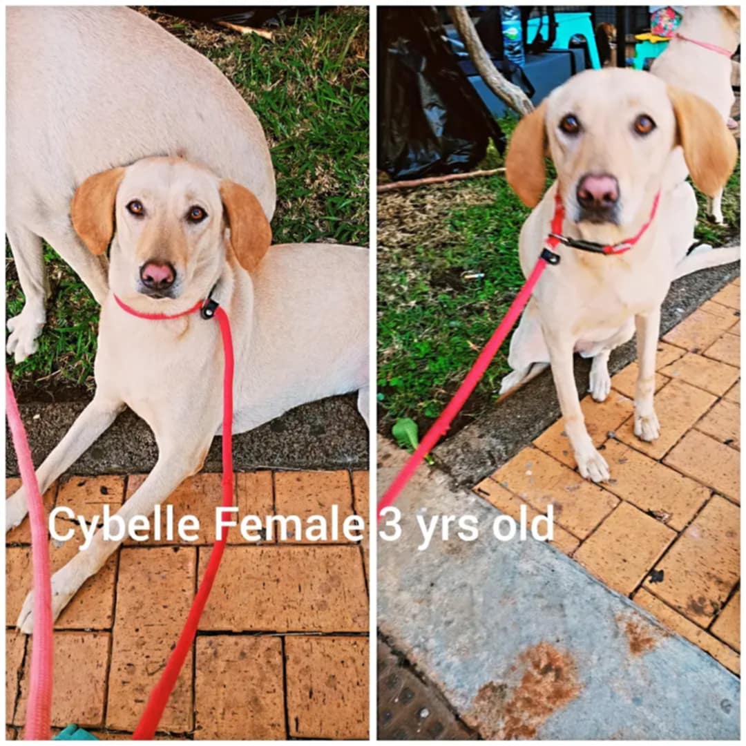 Animaux à adopter Maurice