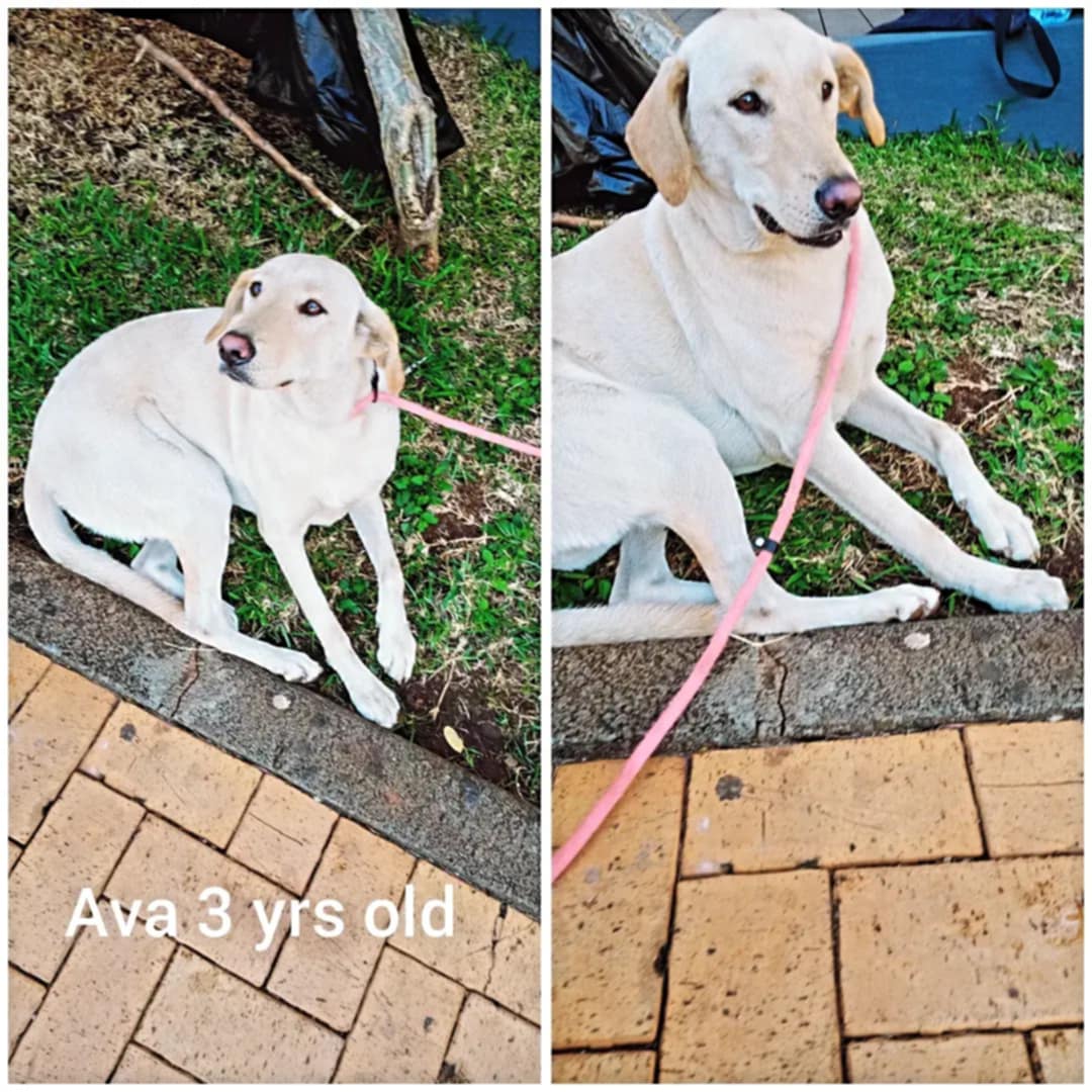 Animaux à adopter Maurice