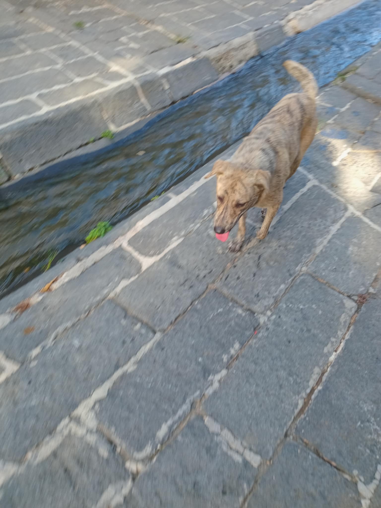 Animaux à adopter Maurice