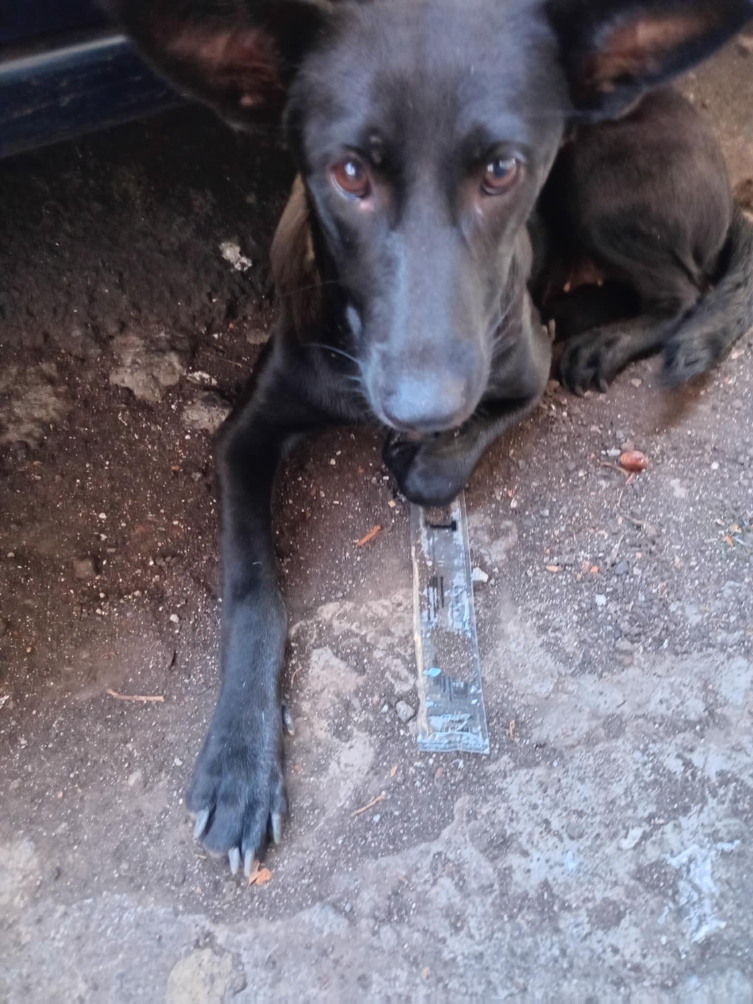 Animaux à adopter Maurice