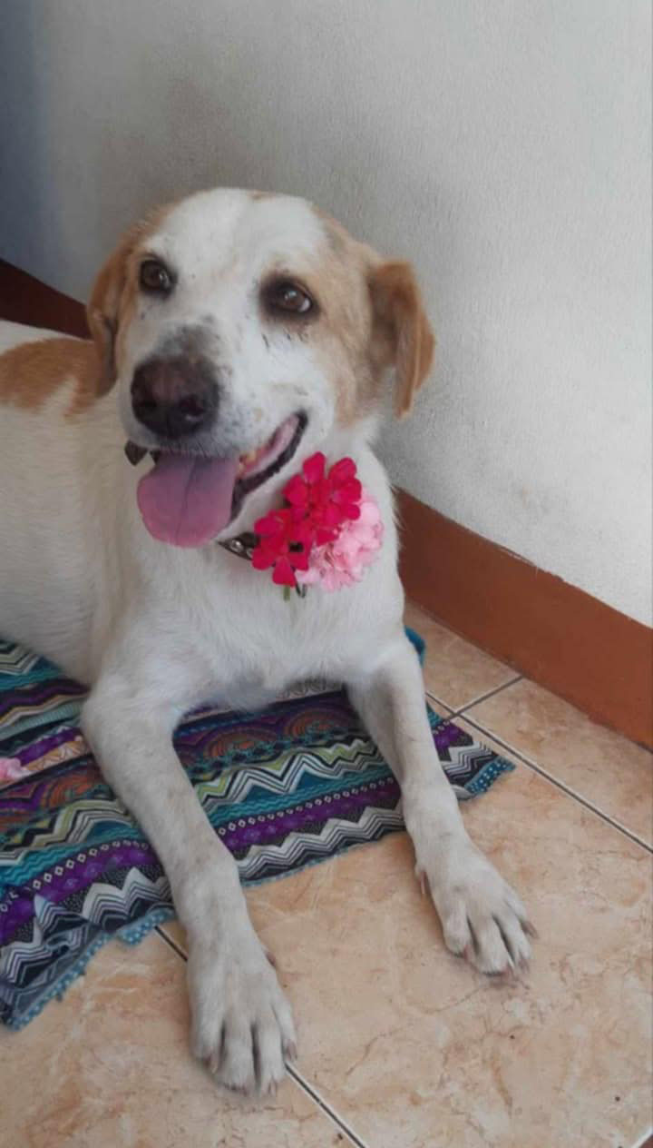 Animaux à adopter Maurice