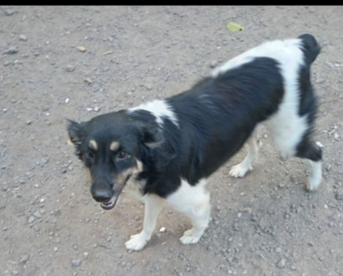 Animaux à adopter Maurice