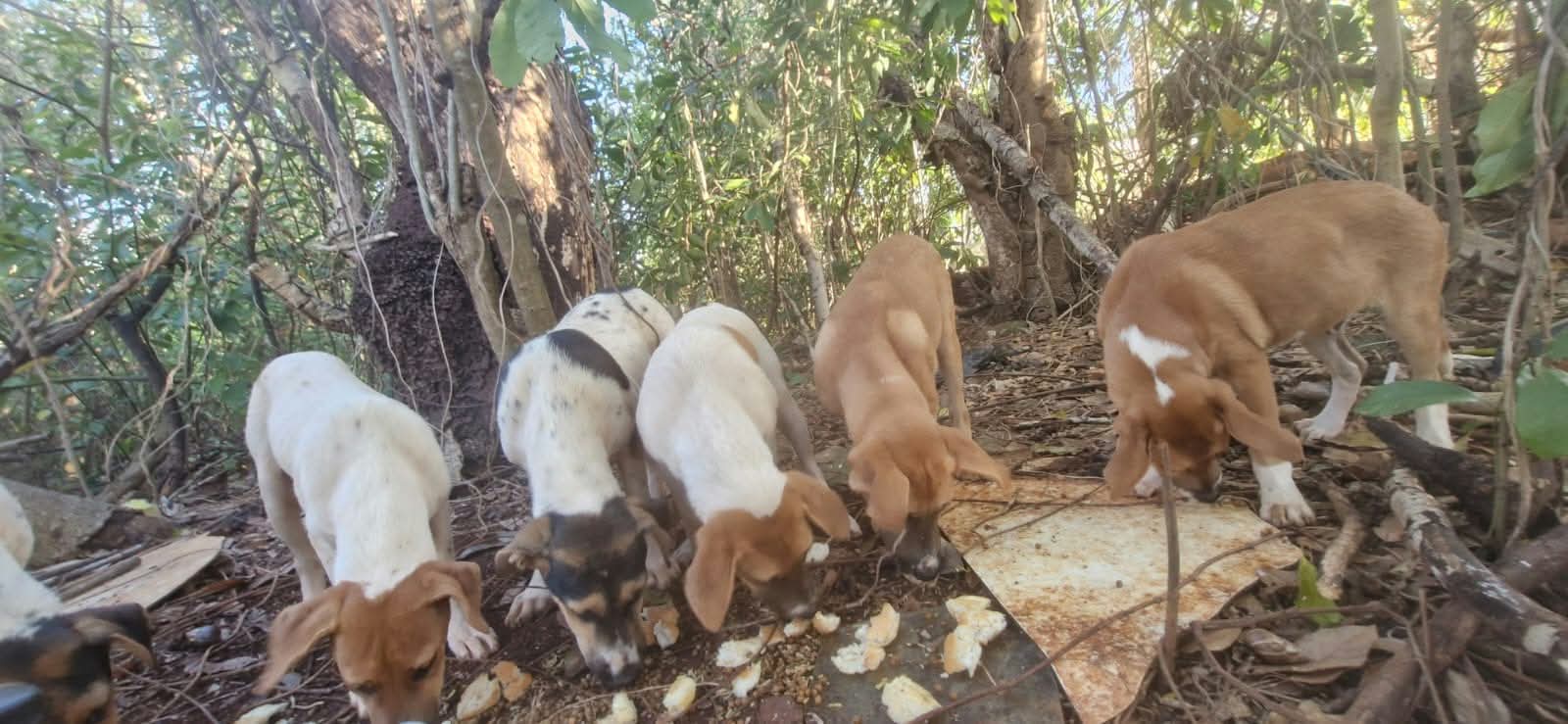 Animaux en adoption Maurice