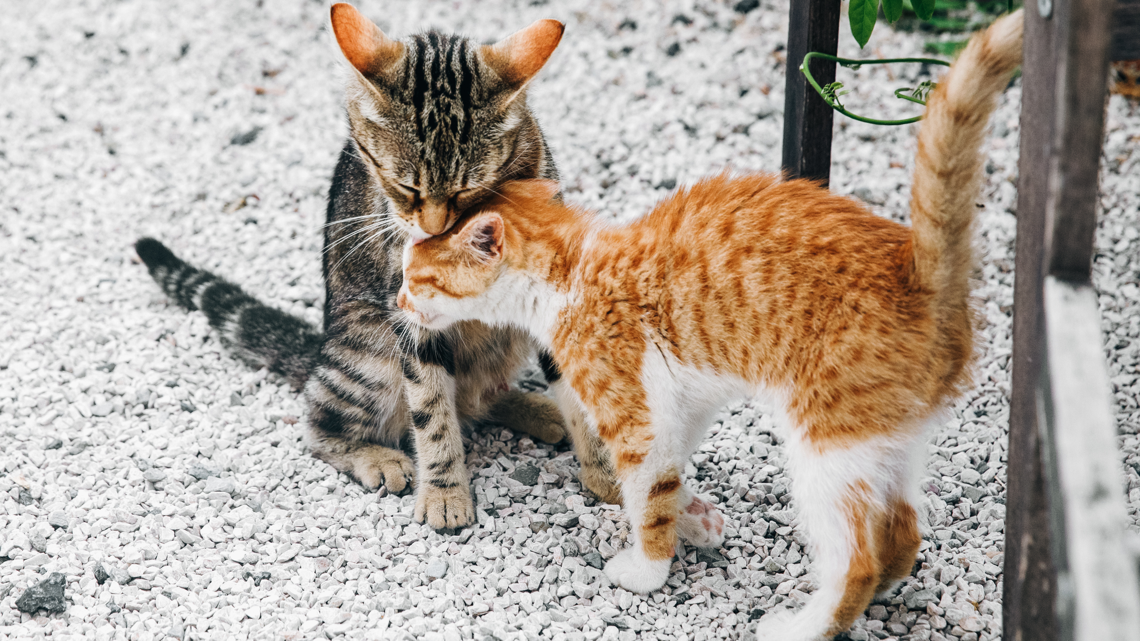 Sauvetage animaux Maurice